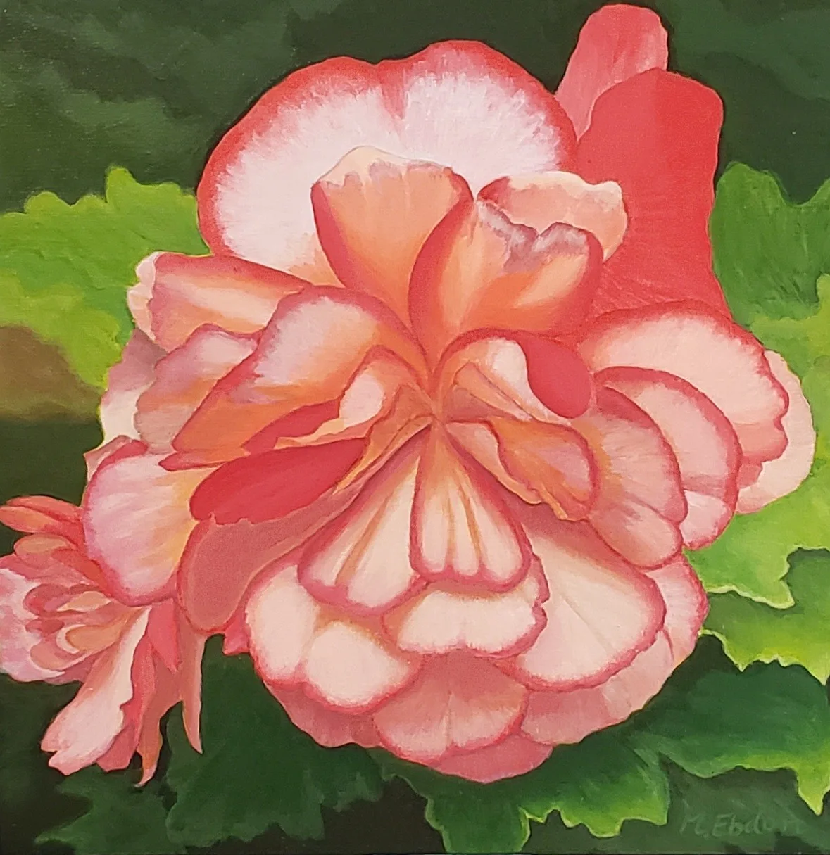 Begonia #2