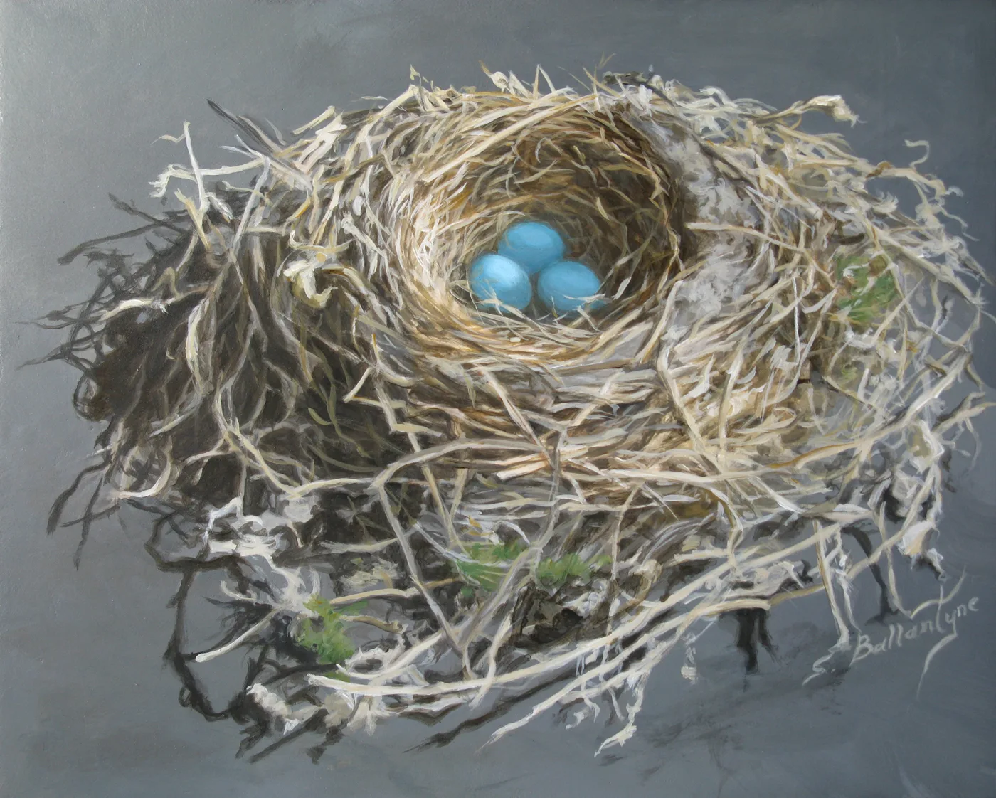 Robin's Nest