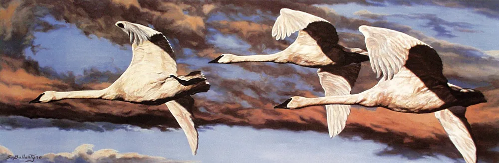 Freedom of Flight