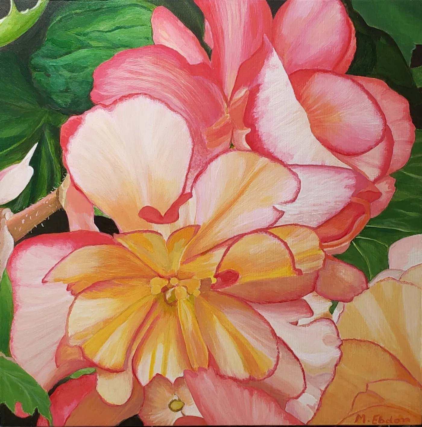 Begonia #1