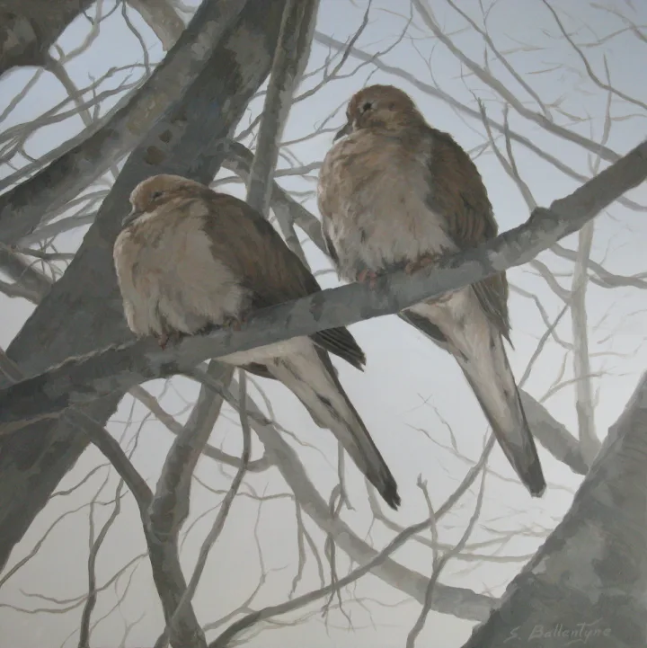 Mourning Doves in Winter