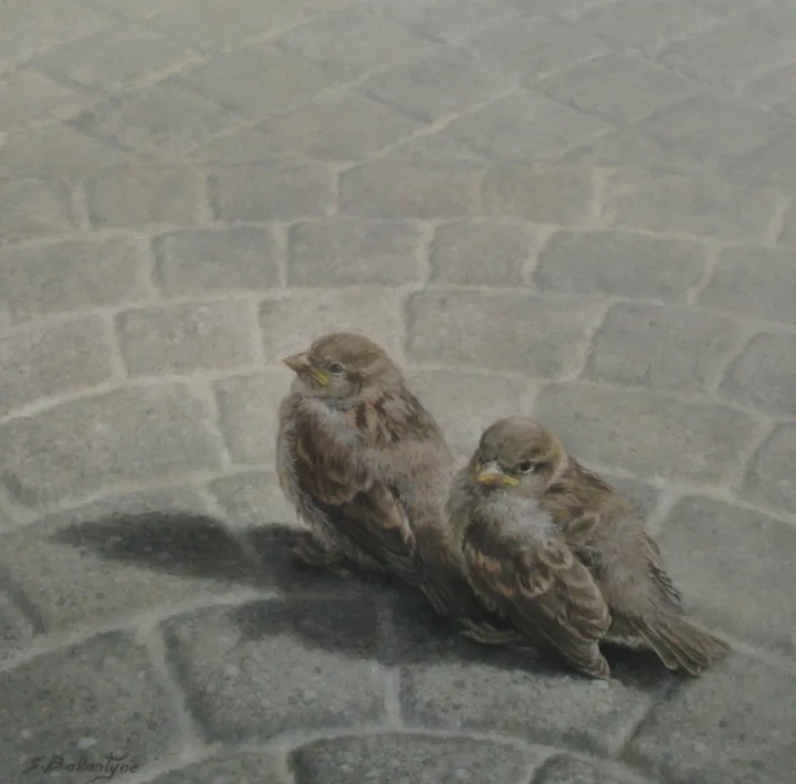 Fledgling Sparrows