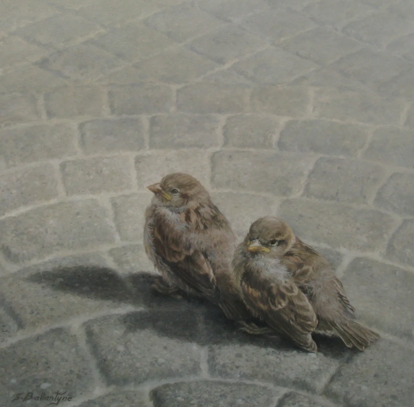 Fledgling Sparrows