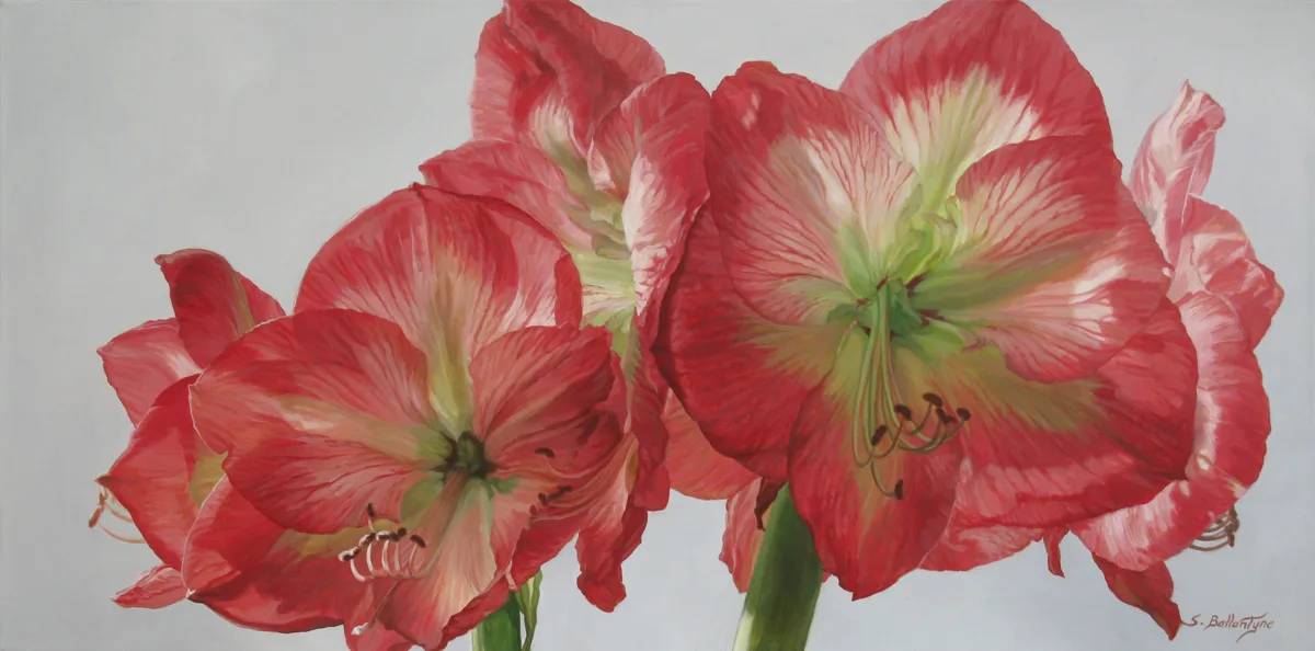 Amaryllis